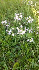 Cardamine pratensis