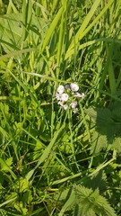 Cardamine pratensis