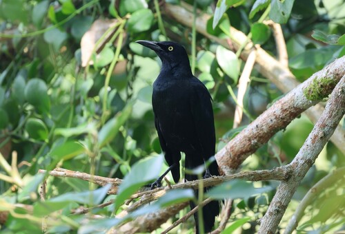 Nicaraguan Grackle (Quiscalus nicaraguensis), photo 5