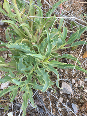 Penstemon palmeri