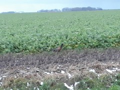 Phasianus colchicus colchicus