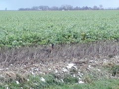 Phasianus colchicus colchicus