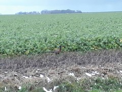 Phasianus colchicus colchicus