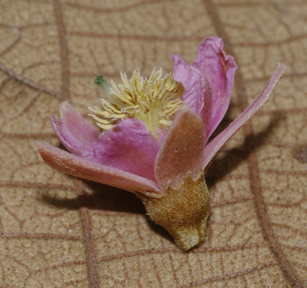 Lueheopsis