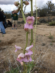 Penstemon palmeri
