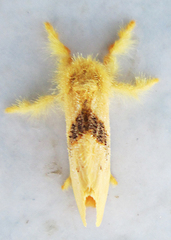 Euproctis punctifera