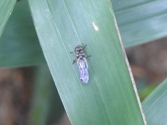 Spheginobaccha