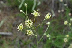 Hymenopappus