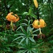Turk's-cap Lily - Photo (c) Michael J. Papay, some rights reserved (CC BY), uploaded by Michael J. Papay