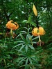 Turk's-cap Lily - Photo (c) Michael J. Papay, some rights reserved (CC BY), uploaded by Michael J. Papay