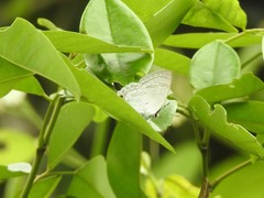 Sinthusa chandrana