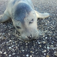 Phoca vitulina vitulina