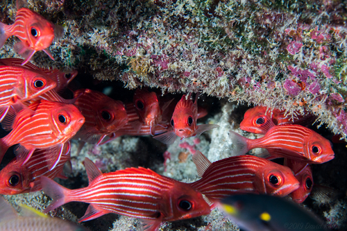 Hawaiian squirrelfish (Sargocentron xantherythrum) — Holocentridae — 5