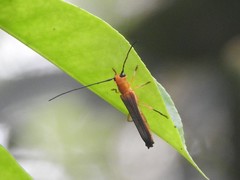 Oberea fuscipennis