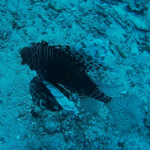 Indian Lionfish (Pterois miles)