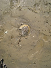 Carcinoscorpius rotundicauda