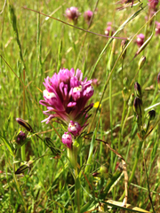 Castilleja densiflora densiflora