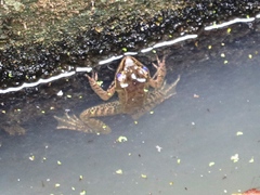 Lithobates maculatus