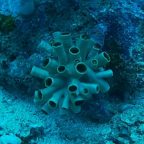 Tubastraea violacea
