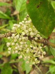 Daphniphyllum calycinum