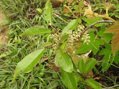 Daphniphyllum calycinum