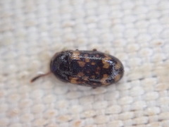 Mycetophagus atomarius