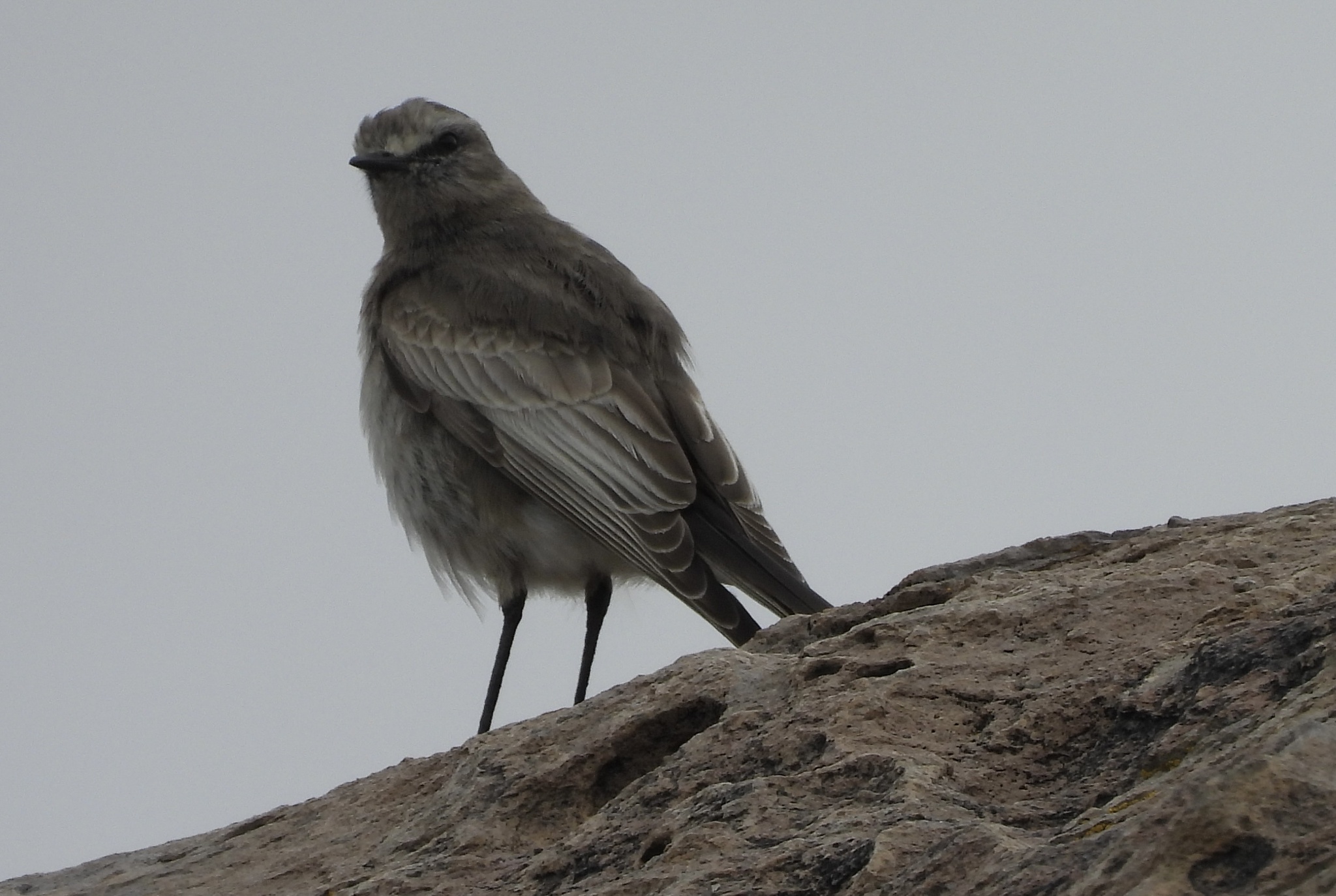 White-fronted Ground Tyrant (Muscisaxicola albifrons), photo 4