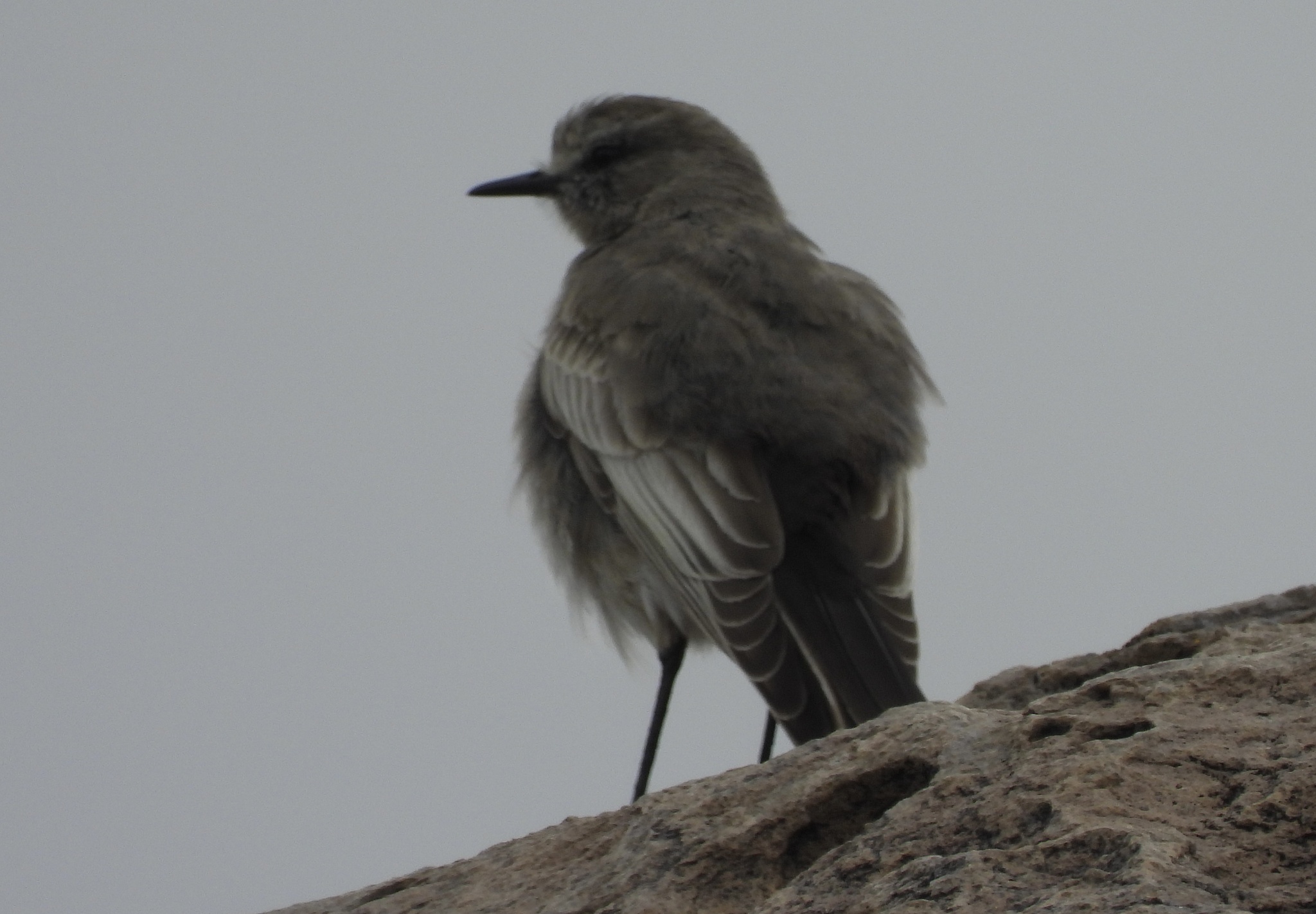 White-fronted Ground Tyrant (Muscisaxicola albifrons), photo 5