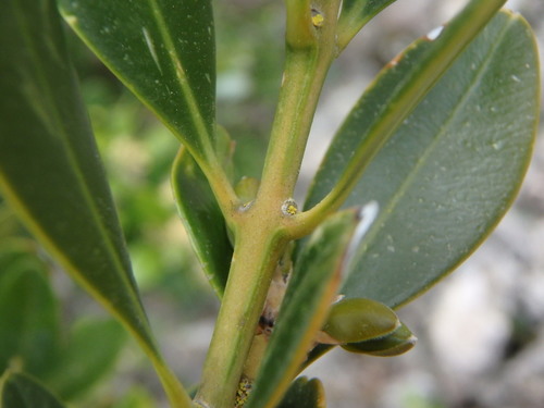 Image of Buxus balearica by (c) Daniel Cahen, some rights reserved (CC BY)