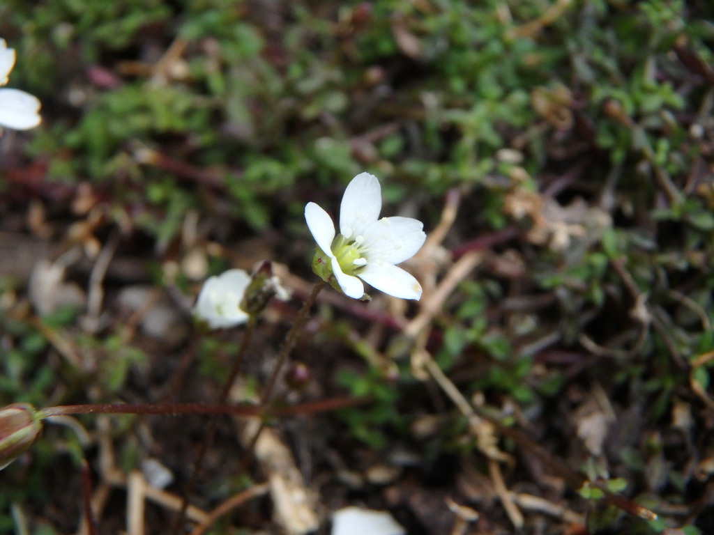 Arenaria balearica; photograph (c) Daniel Cahen, some rights reserved (CC BY)