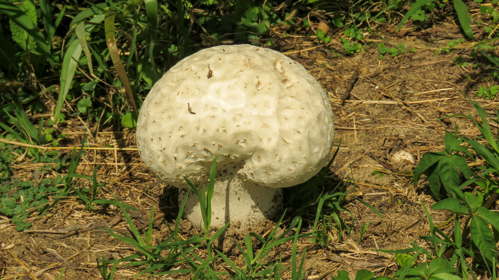 Calvatia cyathiformis · February 2024 · photo: © ariadnat (iNaturalist, cc-by)