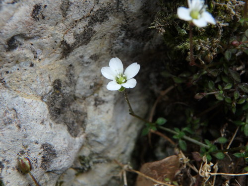 Arenaria balearica, photograph 5