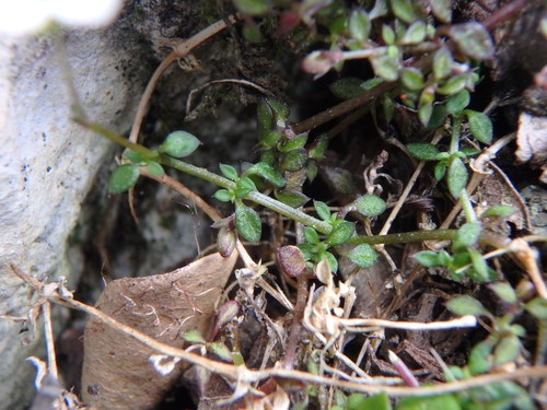 Arenaria balearica, photograph 6