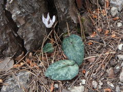 Cyclamen balearicum