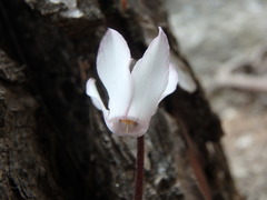 Cyclamen balearicum