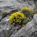 Hippocrepis balearica - Photo (c) Daniel Cahen, algunos derechos reservados (CC BY), subido por Daniel Cahen