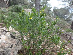Cneorum tricoccon