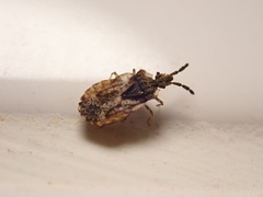 Aradus depressus