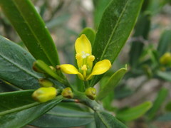 Cneorum tricoccon
