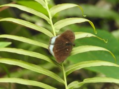 Tanaecia whiteheadi