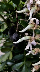 Styphnolobium affine