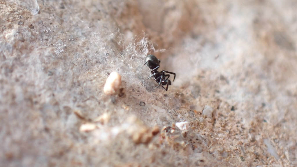 Lasaeola coracina