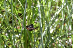 Tisiphone abeona regalis