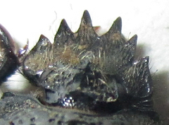 Scarabaeus bohemani