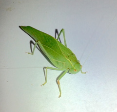 Microcentrum latifrons