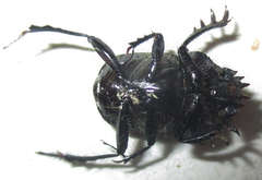 Scarabaeus bohemani