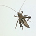 Aglaothorax propsti - Photo (c) Jeff Cole, algunos derechos reservados (CC BY-NC), subido por Jeff Cole