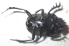 Scarabaeus bohemani