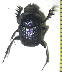 Scarabaeus bohemani