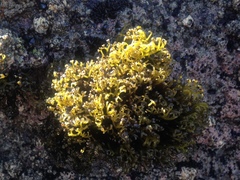 Psilophycus alveatus